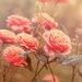 Cassie_image