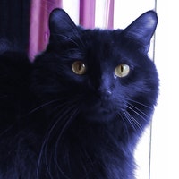 FelisIndigo