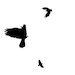 Three Crows Collection