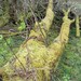 BranchingOutShop