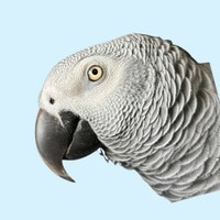 JanglyBirdToys