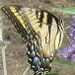 mariposa avatar