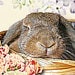 Georgia avatar