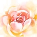 BeautyBlendStudio