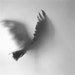 Raven Shadow