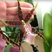 PremiumRareOrchids