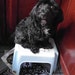 Buyer Avatar