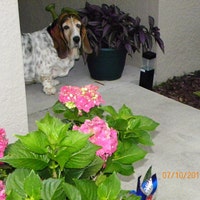 TheCraftingBasset