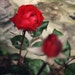 Buyer Avatar