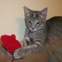 KittenYarn