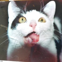OddCatCreations