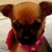 Buyer Avatar