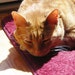 Pretty Kitty avatar
