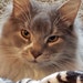 Buyer Avatar