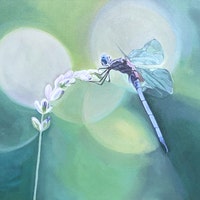 DreaminOfDragonflies