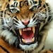 Tiger Machine