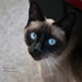 Buyer Avatar