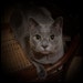 Buyer Avatar