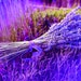 lavender avatar