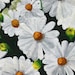 RominasArtShop