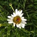 FloralFullNature