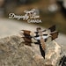 DragonflyLoveCanada