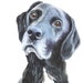 CharliePetArt