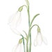 Snowwdrop