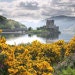 HighlandHeart