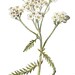 Yarrow Naturals