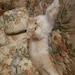 KittySweetCheeks