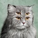 Buyer Avatar
