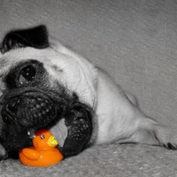 TheSculptingPug
