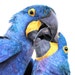 Buyer Avatar