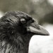 gothicrow avatar