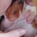 Bichito