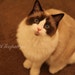 Cleo avatar