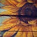 Fluttrby profile picture