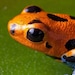Estrella avatar