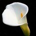 Susan Hawkes