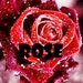 weddingonline16