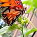 Wings of Wonder
