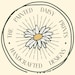 ThePaintedDaisyPrint