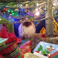 Catlands