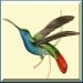 Buyer Avatar