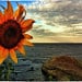 SunFla