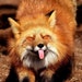 FoxVectorShop