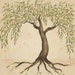 WillowRootsEssential