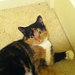 Kelly K avatar