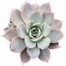 Buyer Avatar